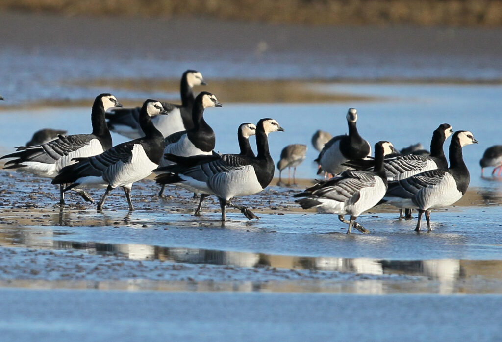 Barnacle Geese