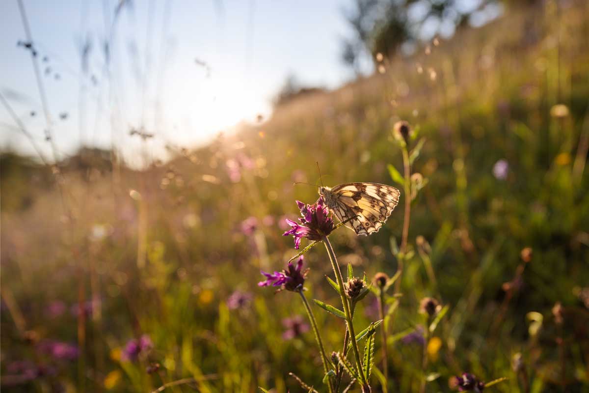 Butterfly on flower