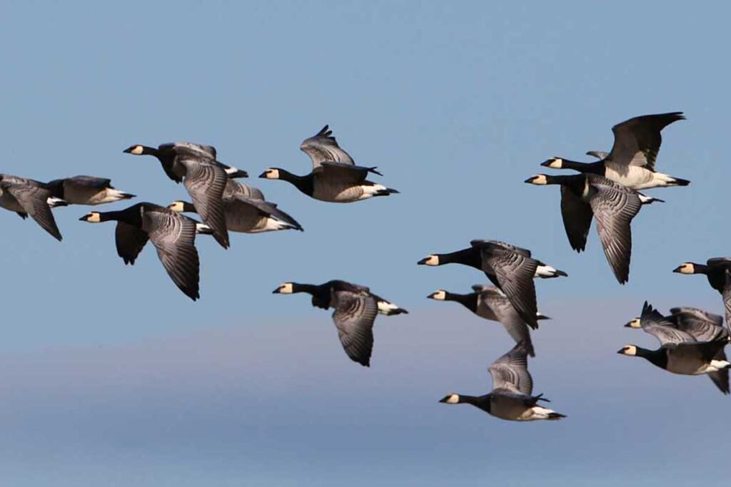 Barnacle Geese Spotlight