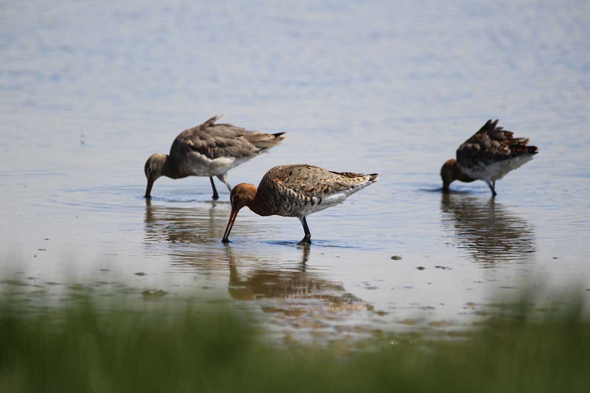 Wildlife Disturbance Activity