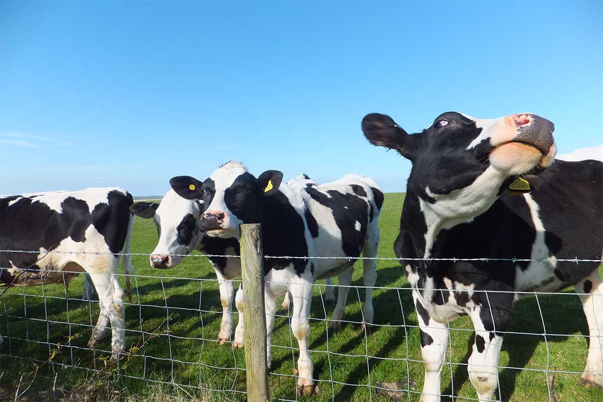 Friesian Cows