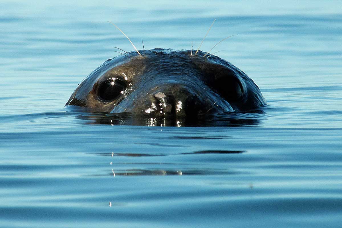 Grey Seal