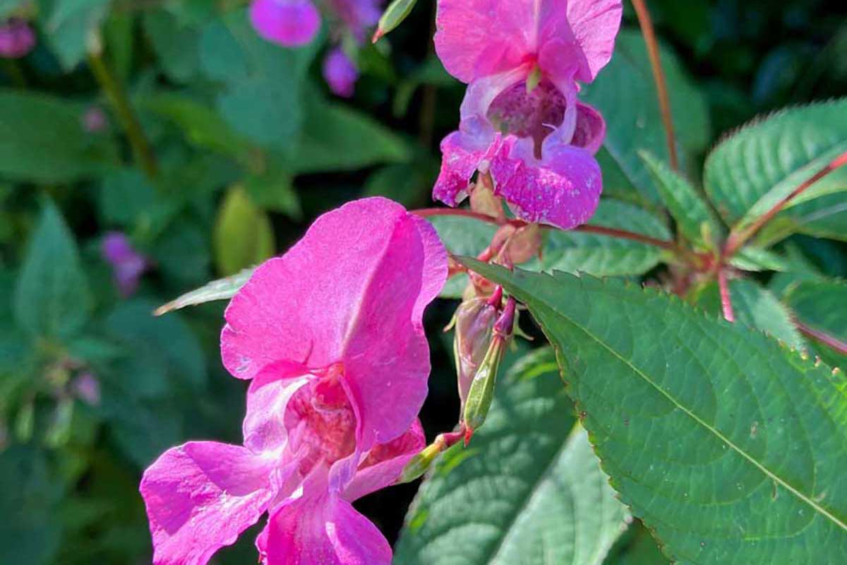 Himalayan Balsam Invasive_Species
