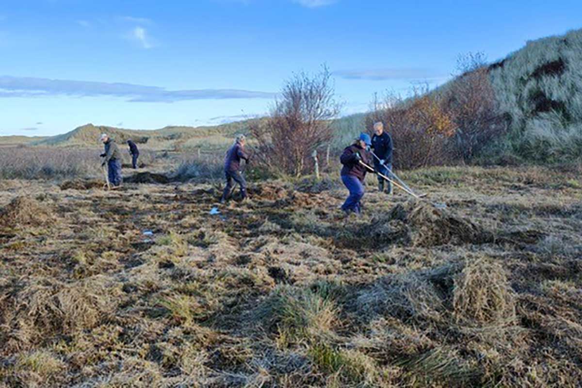 Invasive Species Volunteering