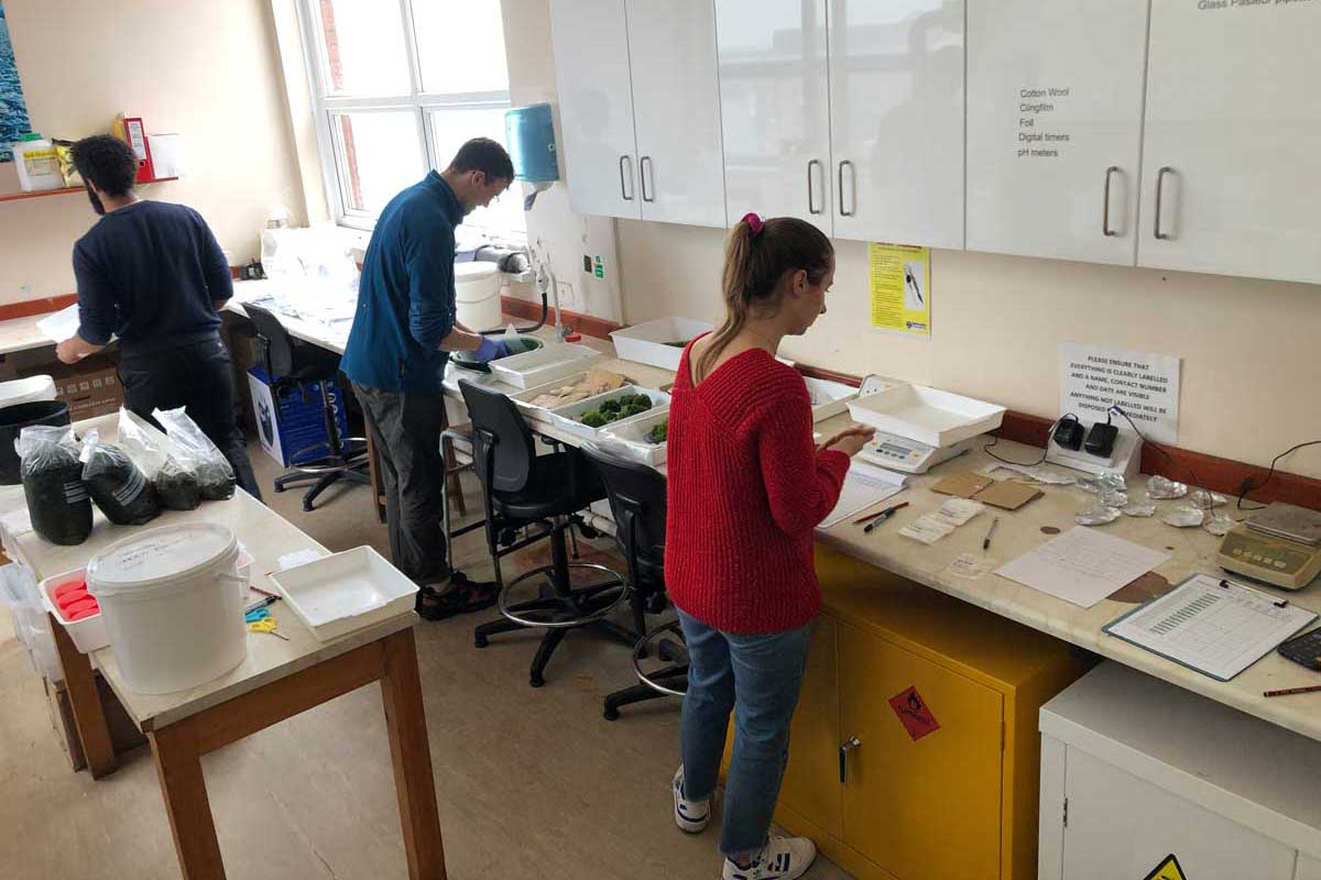 Macroalgae Lab Analysis