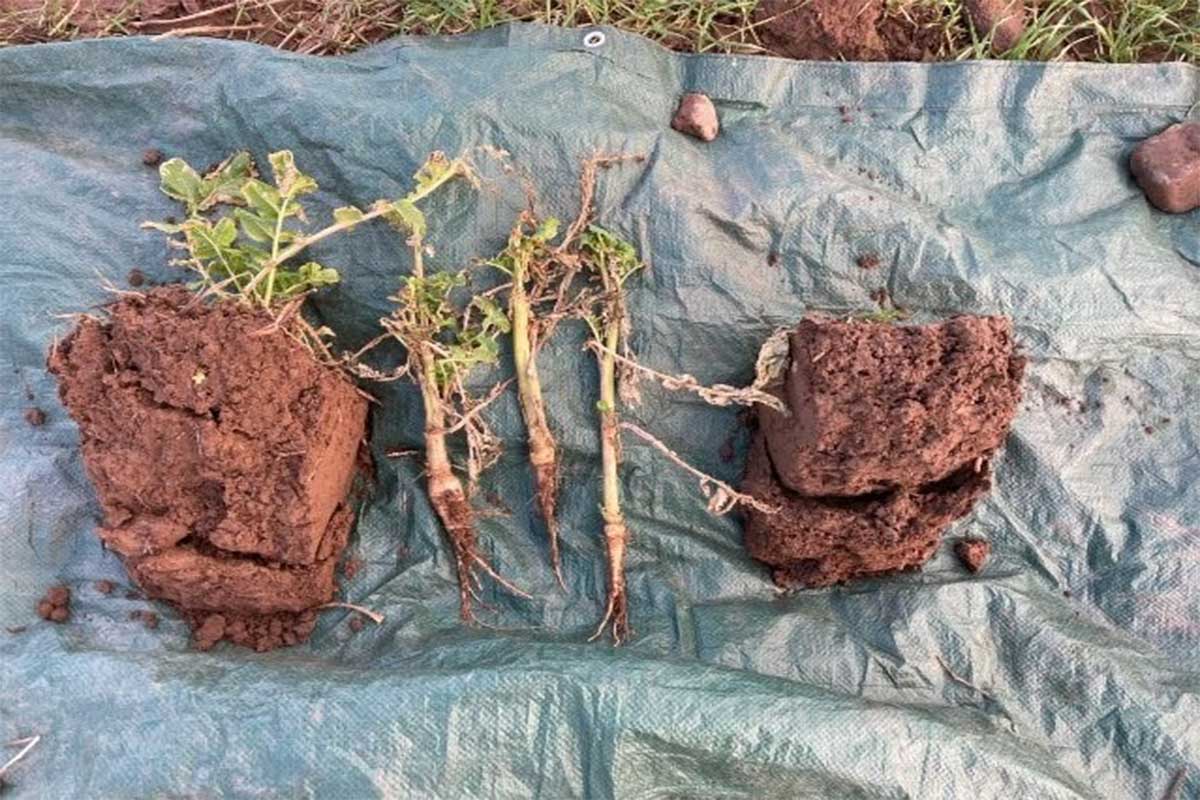 Soil Analysis