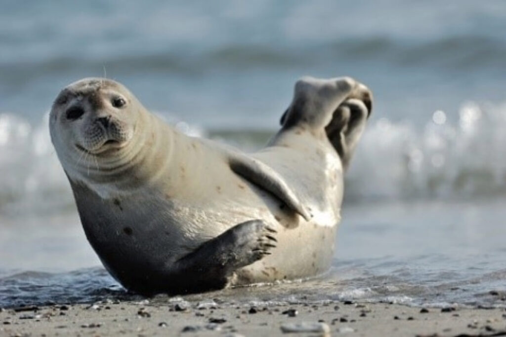 Common Seal