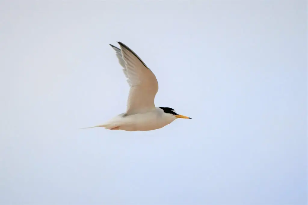 Little Tern flying