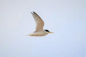Little Tern flying