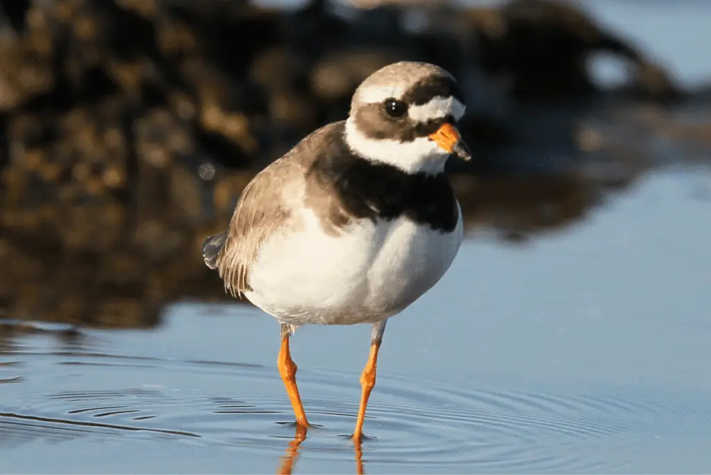 Ringed Plover