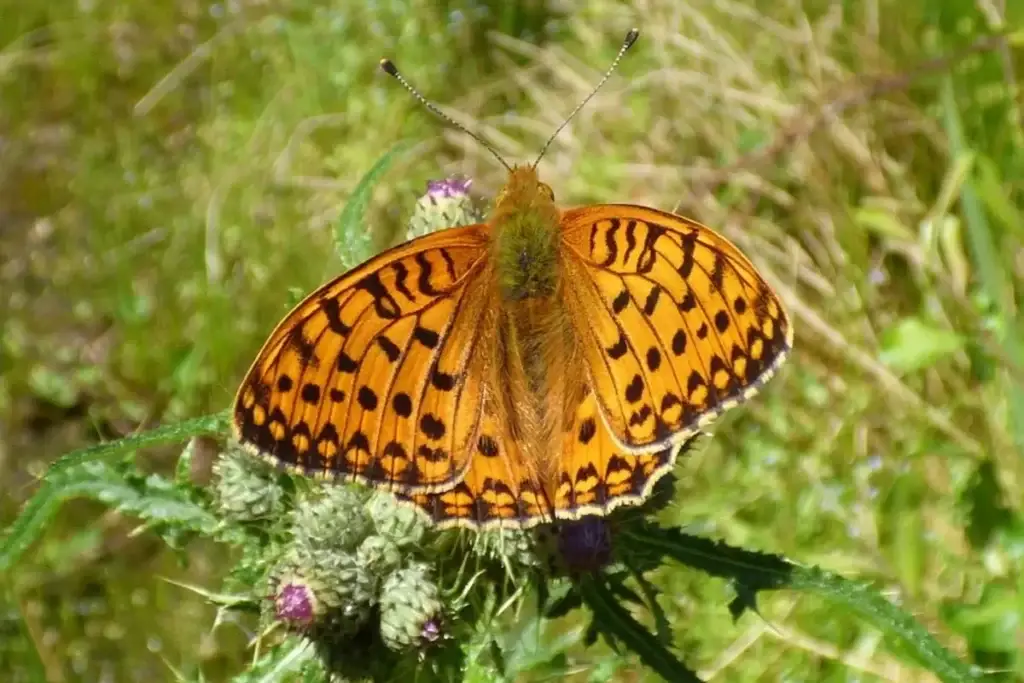 Dark Green Fritillary Butterfly